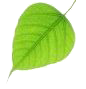 leaf